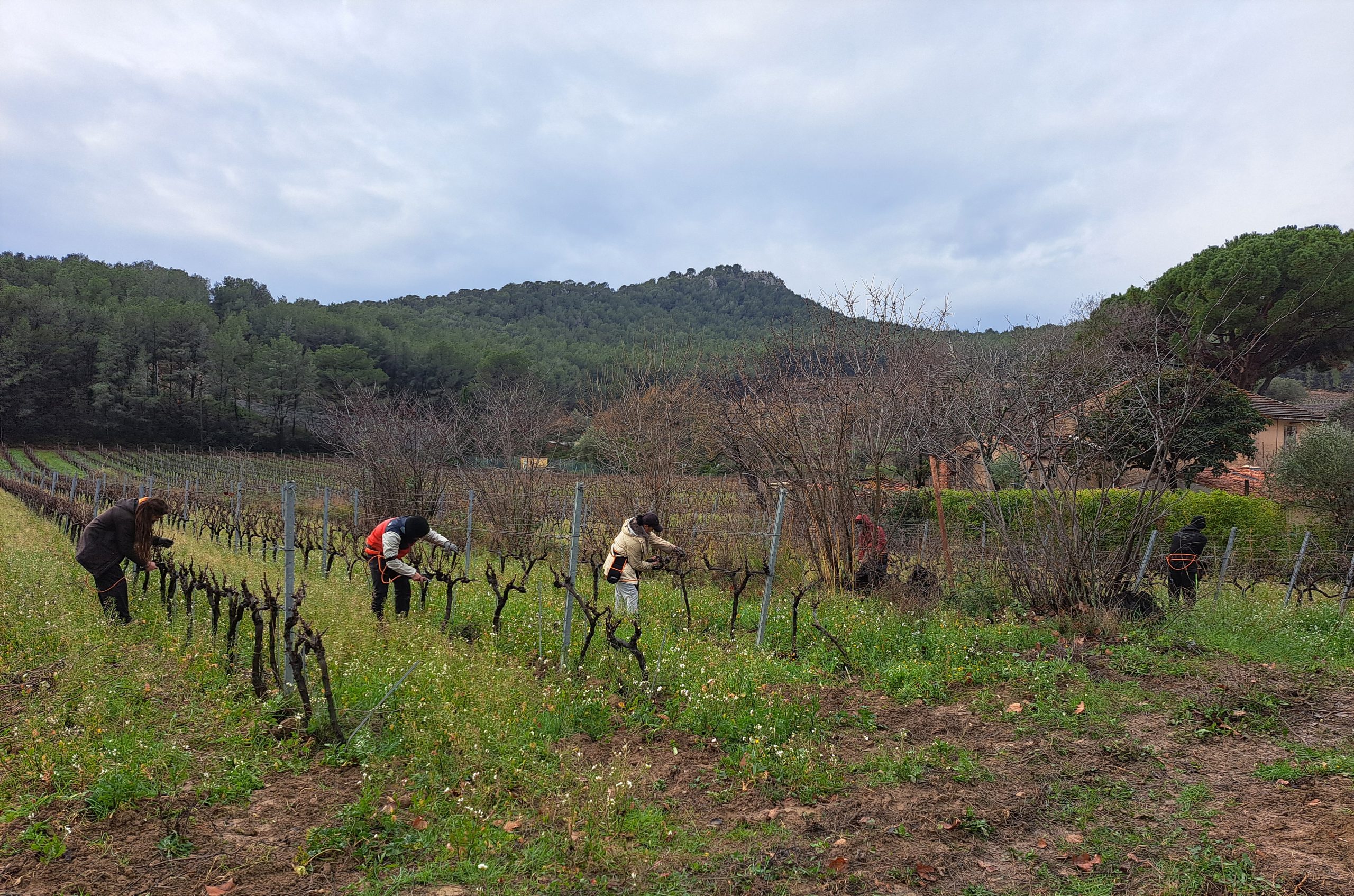 Taille Bandol Cassis Provence