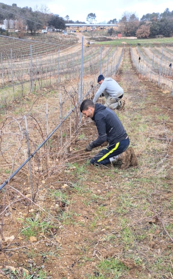 taille jeune vigne Provence