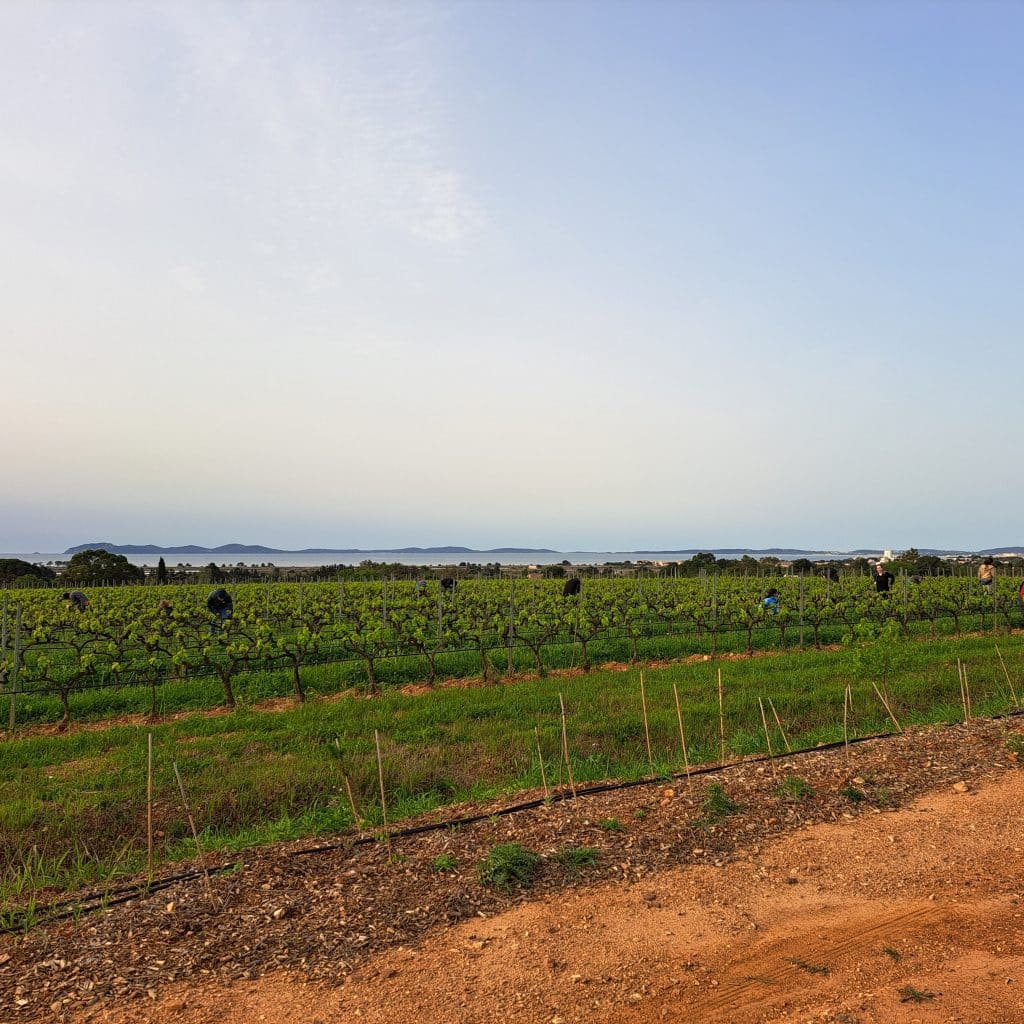 ebourgeonnage provence