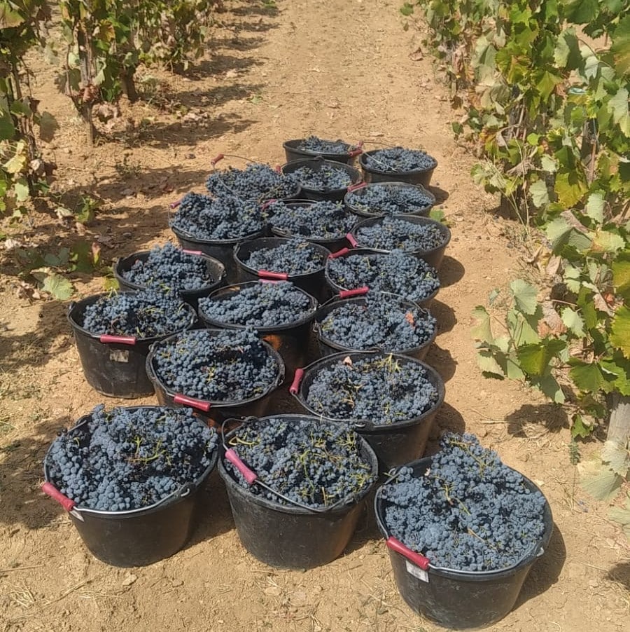 Vendanges Bandol
